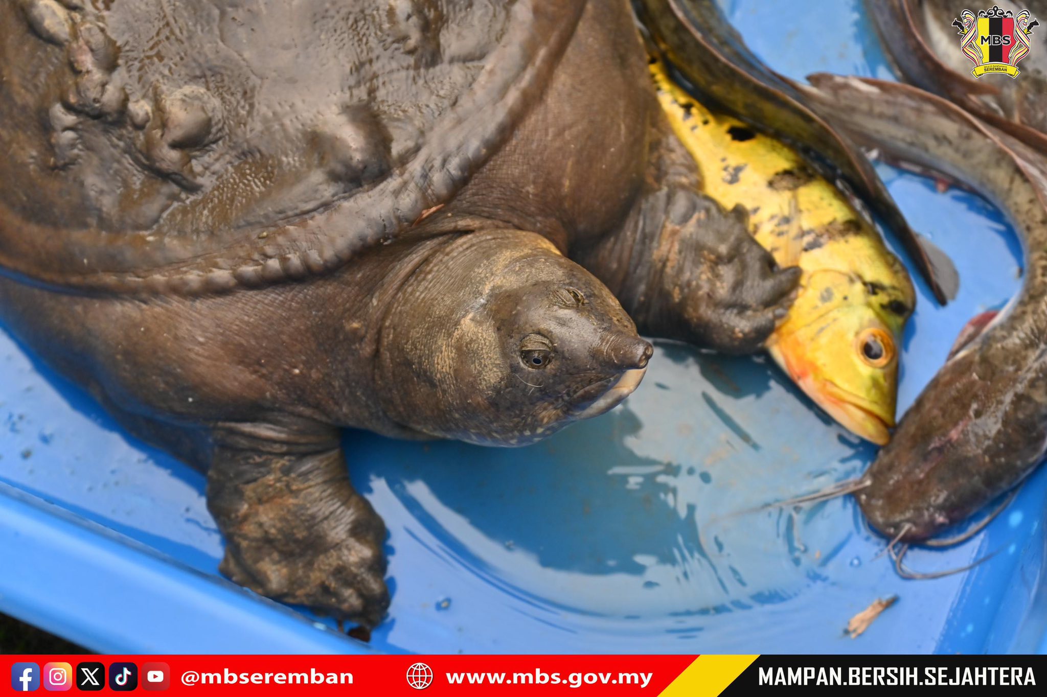 CABARAN NGAIL NISMILAN 2025