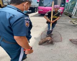 OPERASI ANJING LIAR