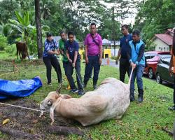 PROGRAM IBADAH KORBAN AIDIL ADHA 1445 HIJRAH ANJURAN BAKI MBS