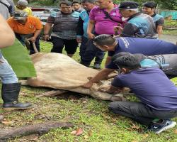 PROGRAM IBADAH KORBAN AIDIL ADHA 1445 HIJRAH ANJURAN BAKI MBS