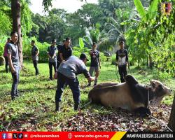 PROGRAM IBADAH KORBAN 1446H BAKI MBS