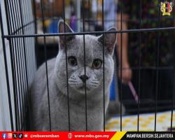 PERTANDINGAN & PERTUNJUKAN KUCING SEMPENA ULANG TAHUN KE-5 MAJLIS BANDARAYA SEREMBAN 2025
