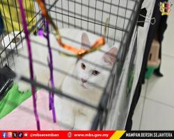 PERTANDINGAN & PERTUNJUKAN KUCING SEMPENA ULANG TAHUN KE-5 MAJLIS BANDARAYA SEREMBAN 2025